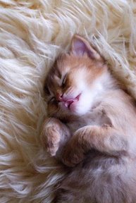 ～～～(m-_-)mｳﾗﾒｼﾔｧ～