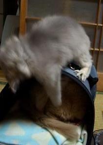 あちょ～☆してます←重千代が