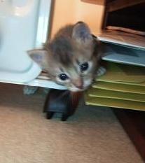 探検隊長･重千代