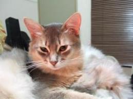 『弟は可愛いです』