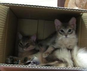 また、臭いつけちゅう？