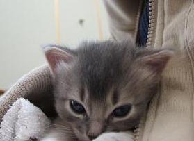 お膝の上で眠るきん君♪