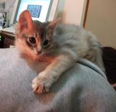 背中に乗りちゅう