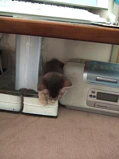 パソの下だよ～。私のお膝のまん前だよ～。