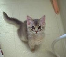 ソマリ(ブルー)の　ゆず君　。