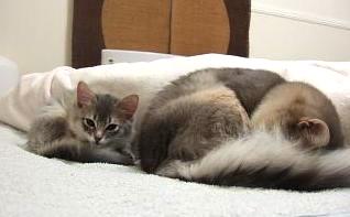 きん君と兄･こつぶ