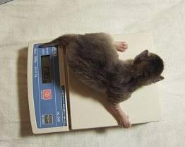 ちびデブとか言うなーー！！