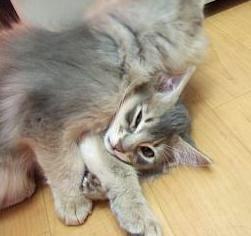 銀君に毛繕いされているところ