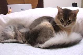 きん君と兄･こつぶ