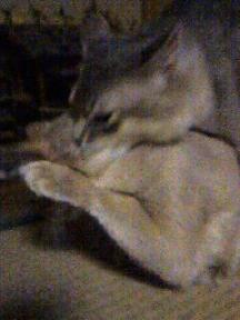 や、やらてまくってる(｀ﾛ´;)ﾊｯ!