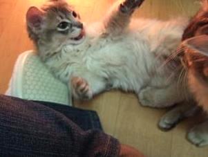 そんな銀君を蹴り蹴りしているところ…