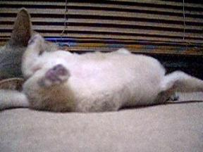 転がるティオ君