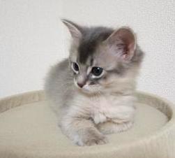 正しいモデルの図