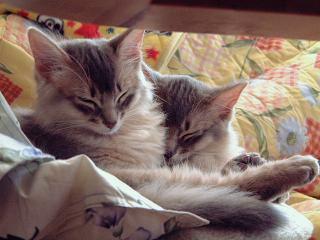 目を瞑ってくんなまし～（=人=）