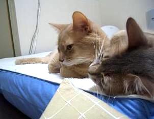 ホモヲ同士の添い寝です