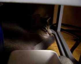 おくつろぎのティオちん