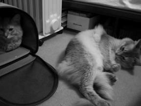 萌えております♪