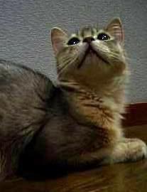 あなたは何種ですか？