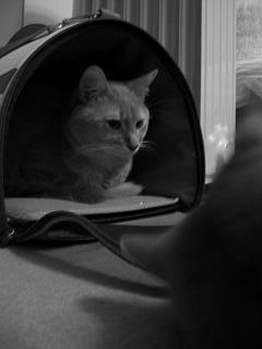 ひたすら怯えております…