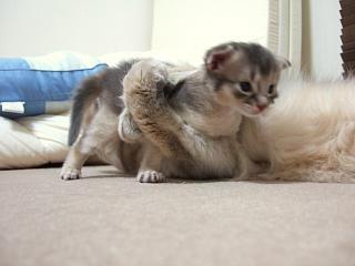 子育てされている風ティオ君　つづきのつづき