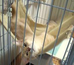 ゴロリンコちわわん