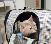 挙動不審な父・ちわわ