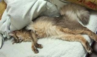 やっぱりｽｺﾞｰ(@ω@)