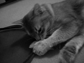 それでも萌えております♪