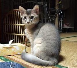 見返り美人風。