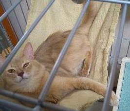 納まってみたちわ君