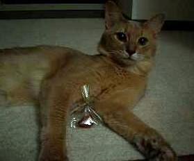 届きました～♪