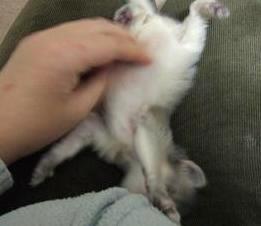 にゃは～ん♪やめて～♪