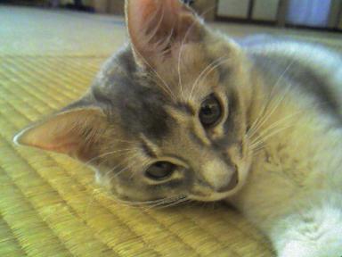 この角度は、小粒似