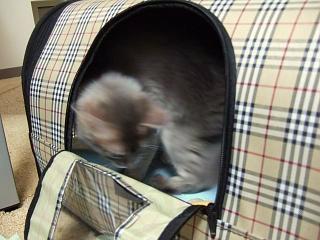 ちよタン　(/_；)