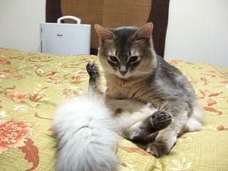 ちょっとだけよ♪