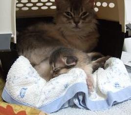 あまあまネンネ