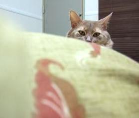 目つき、いと悪ろし…