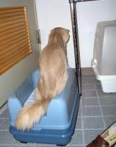 ちわ君、使用中