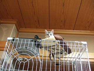 こんな高いところに登れるようになりました(立派！！