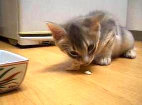 運んで食べる子