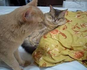 丸くなりすぎだよ…