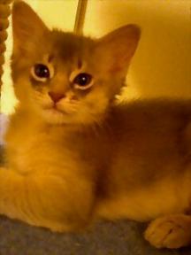 １２月生まれ・ブルー君