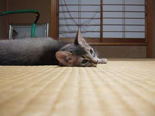 乳はもらいそびれました…orz