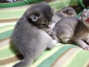 ソマリじゃありませんでした(;^_^A