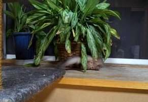 迷彩カラーな君