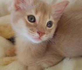 １２月生まれ・フォーン君