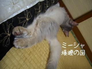 そのときのミーシャ