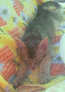 ありがたや～(＝人＝)