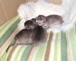 僕らのフリースだって！