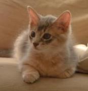 ふっ君ブロマイド